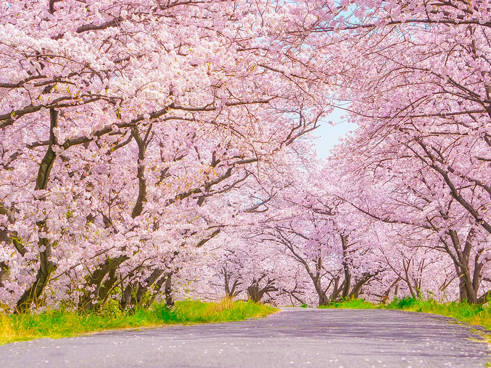 お花見の様子